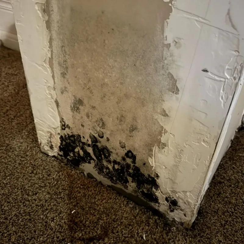 Professional Mold Removal in Chrisman, IL